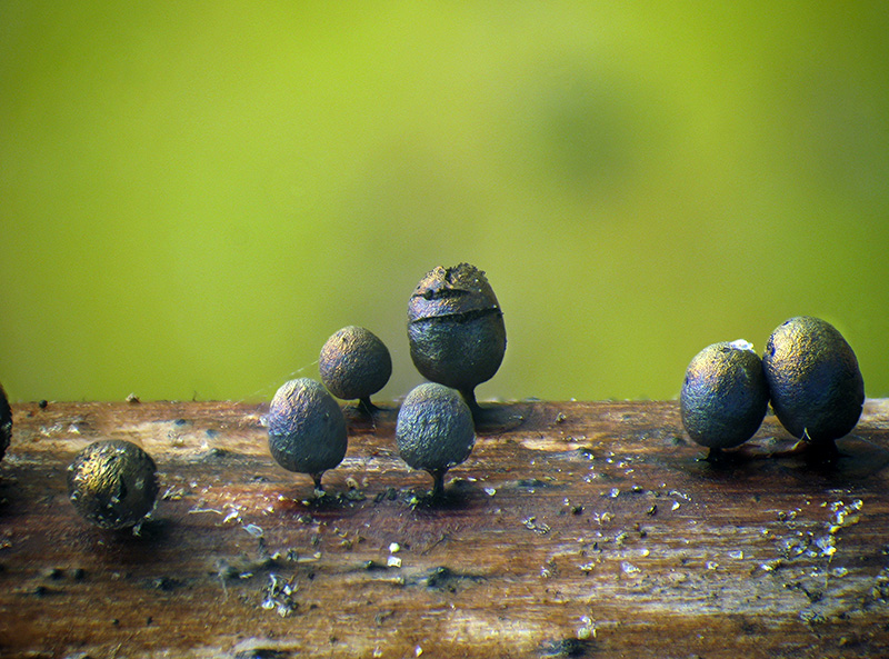 Lamproderma ovoideum?